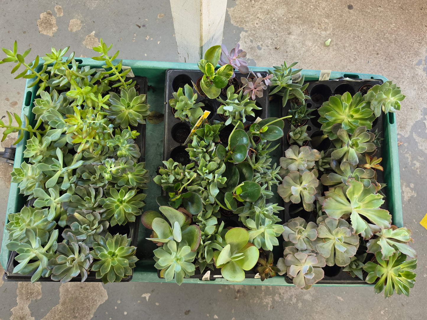 Houseplants