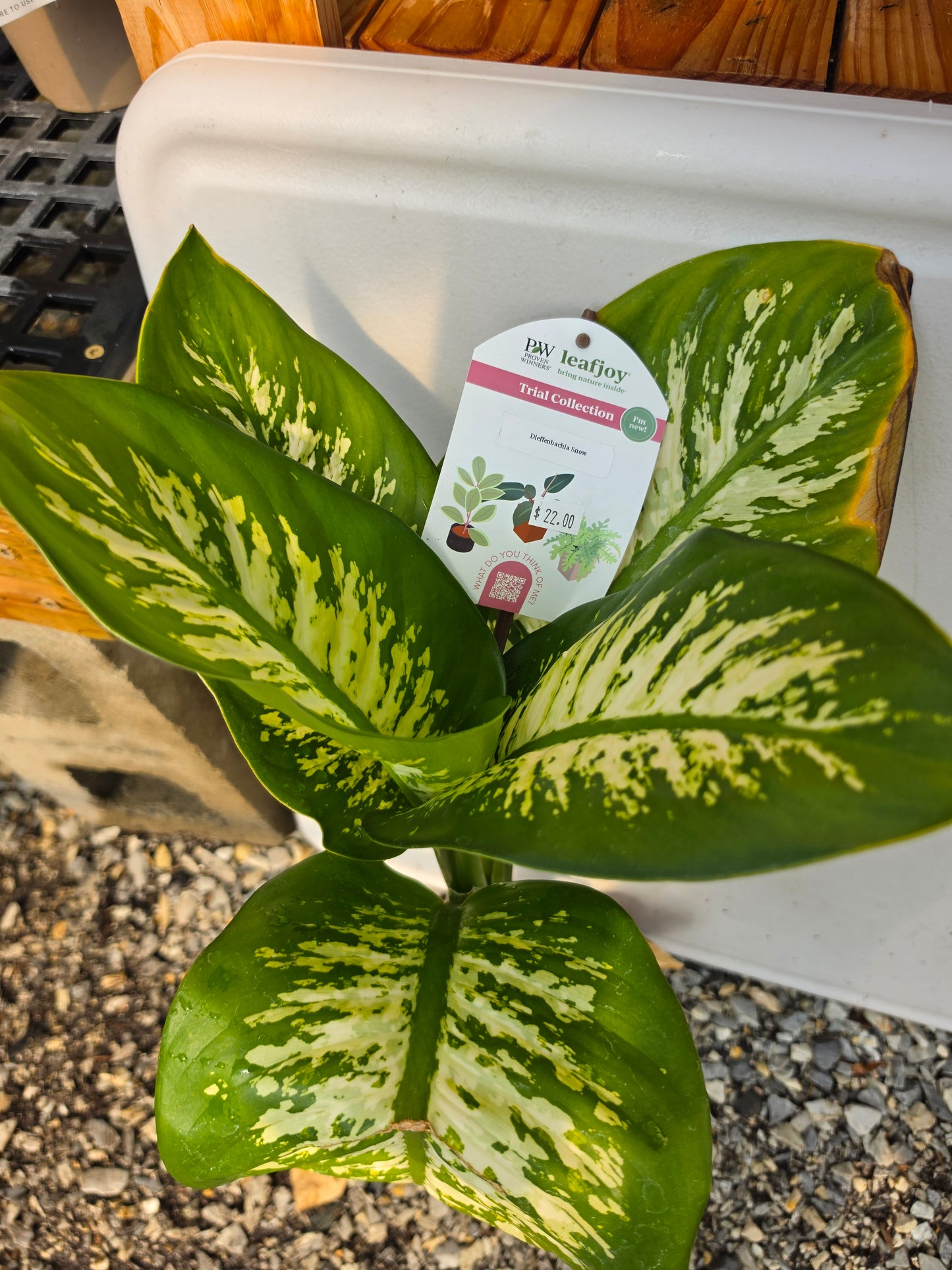 Houseplants