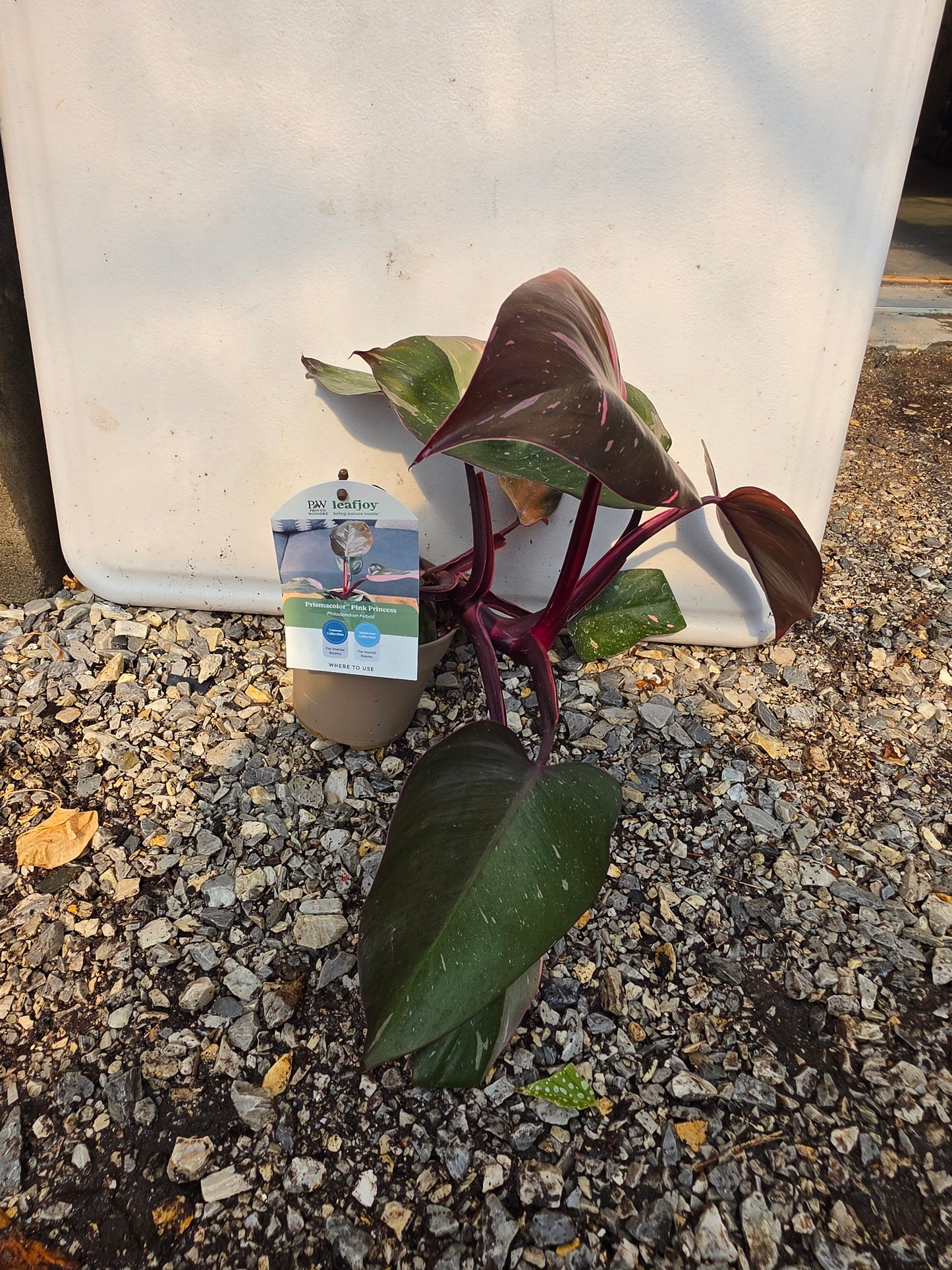 Houseplants