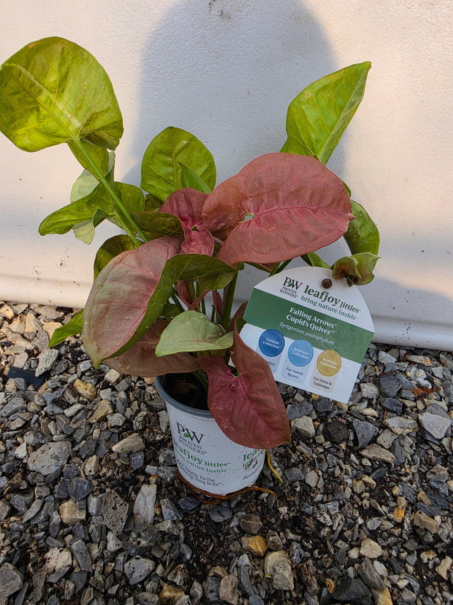 Houseplants