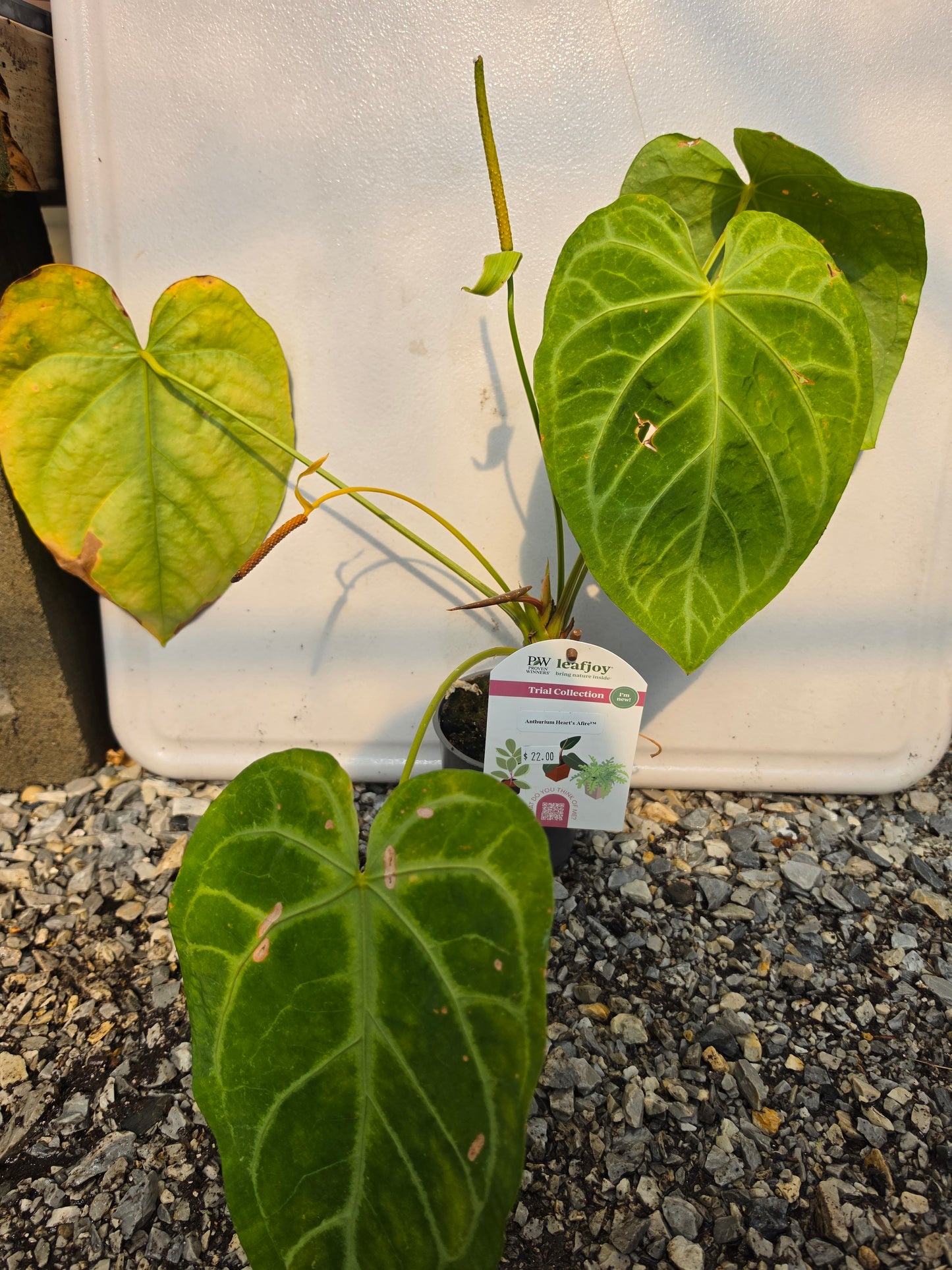 Houseplants