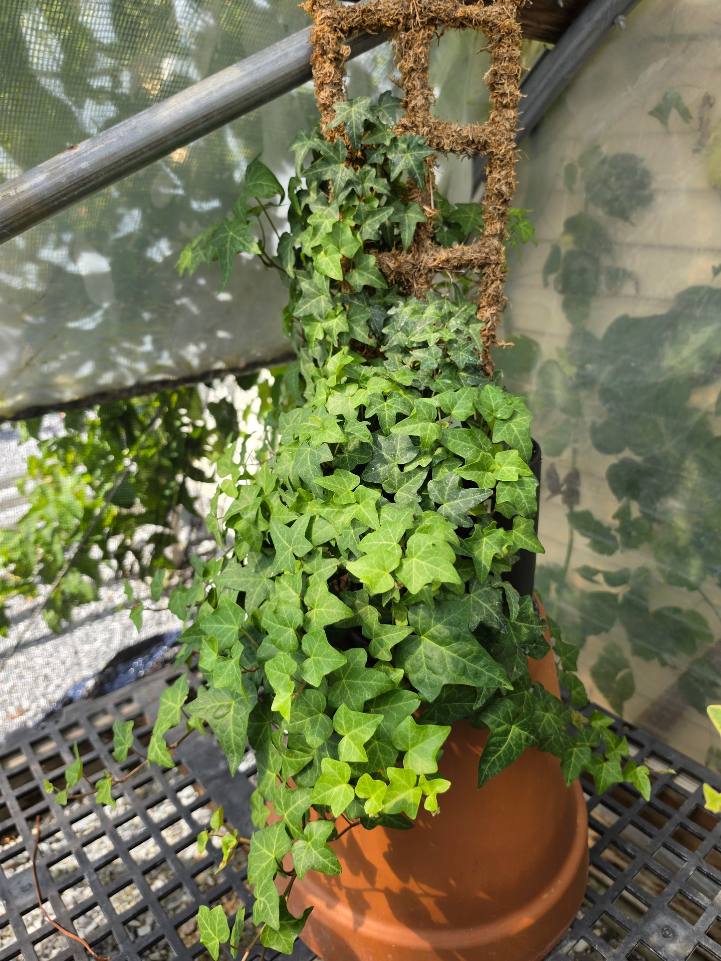 Planters