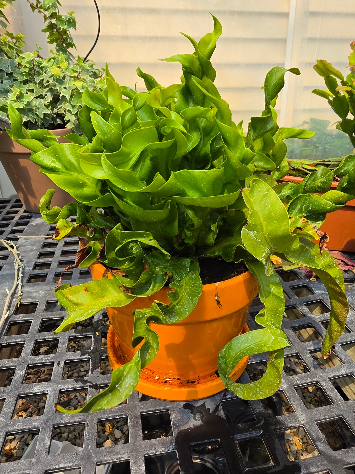 Planters
