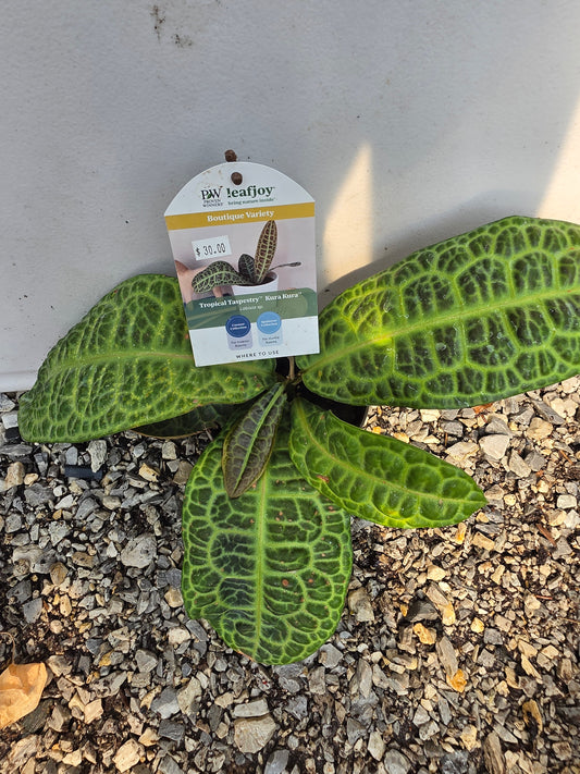 Houseplants
