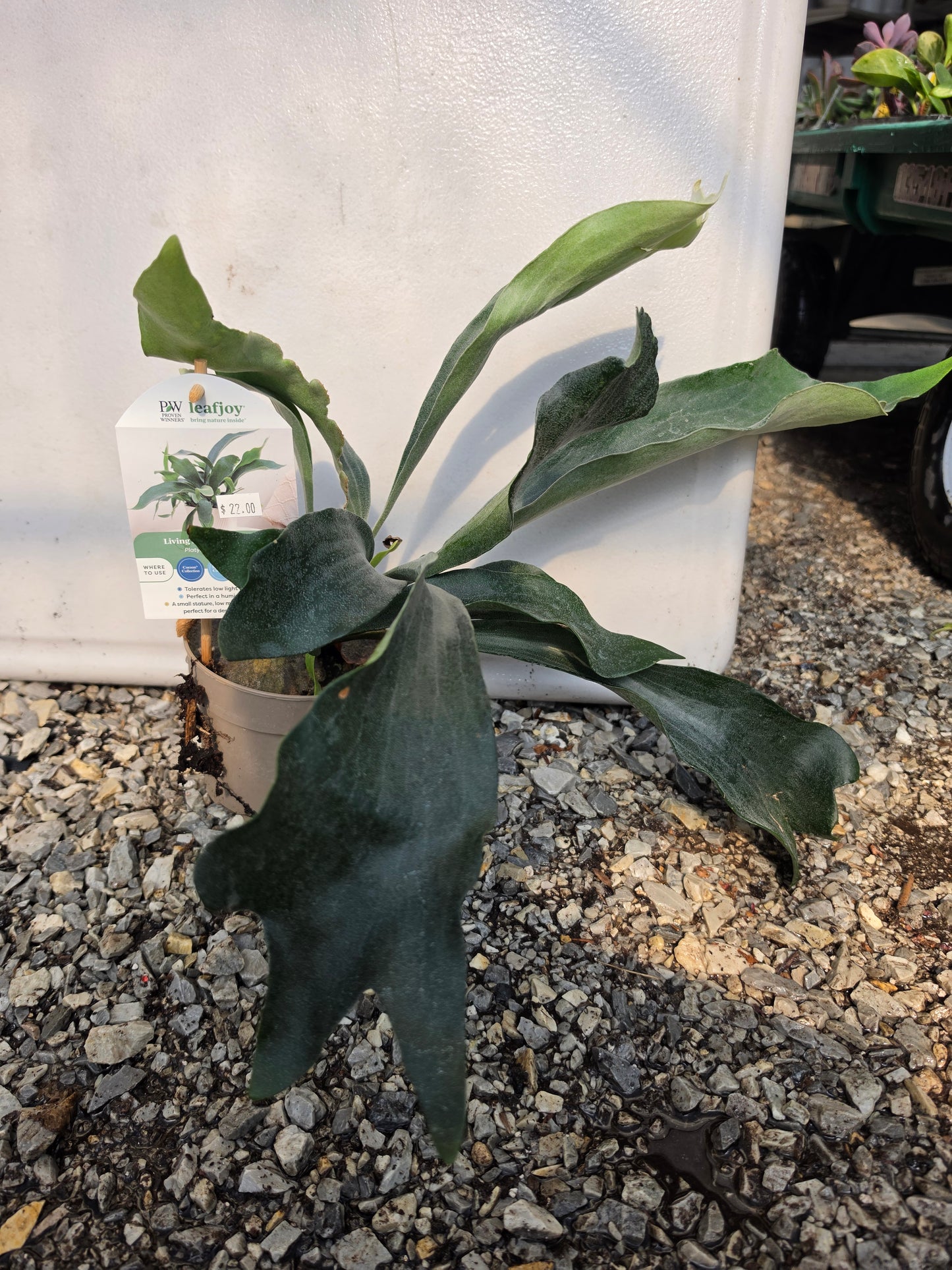 Houseplants