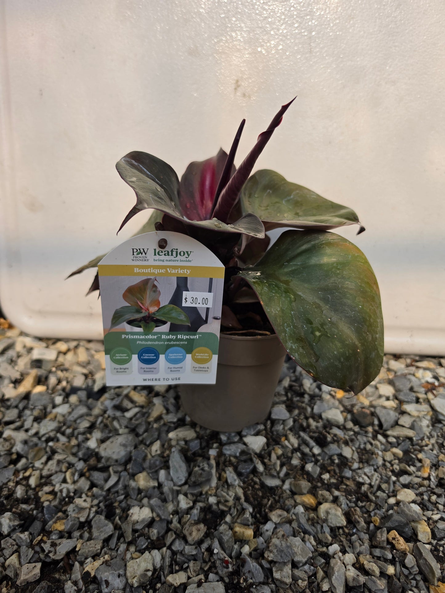 Houseplants
