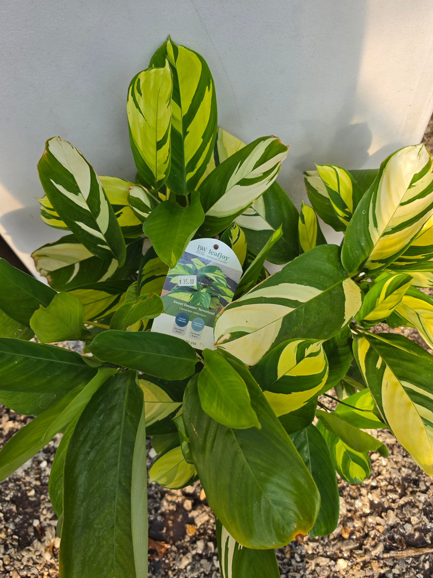 Houseplants
