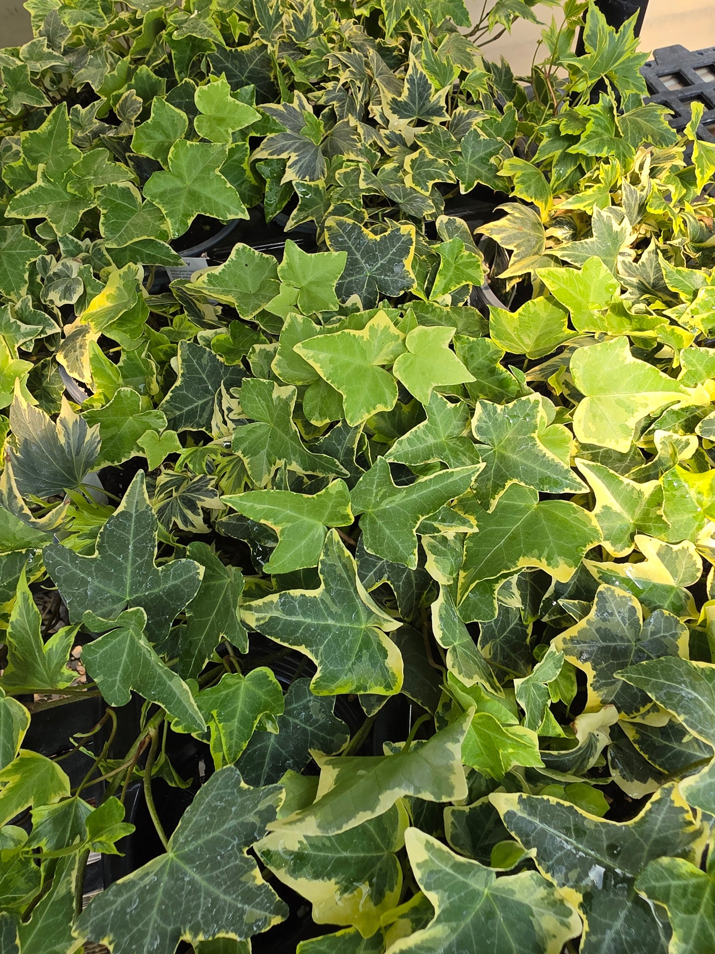 Houseplants