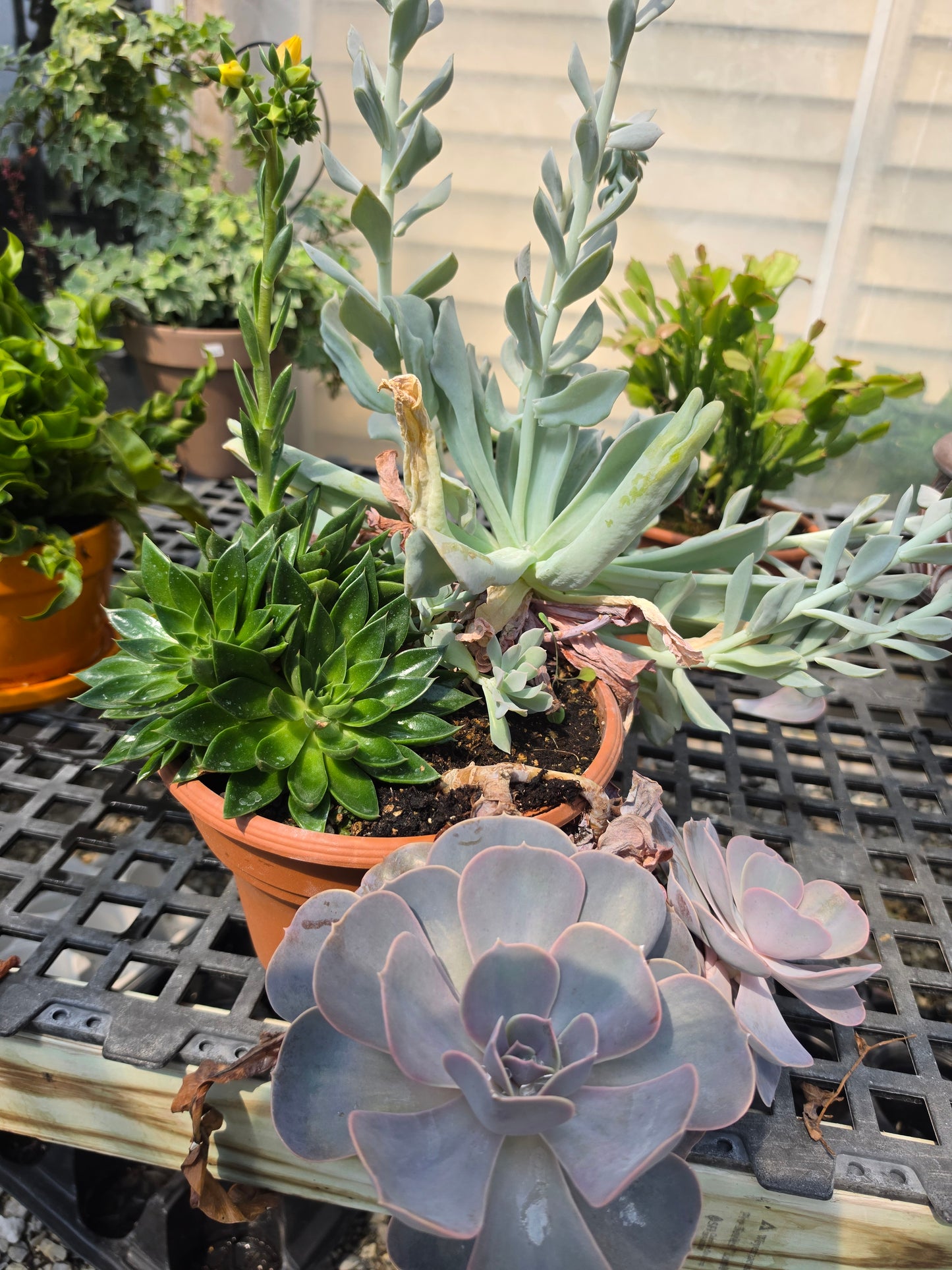 Planters
